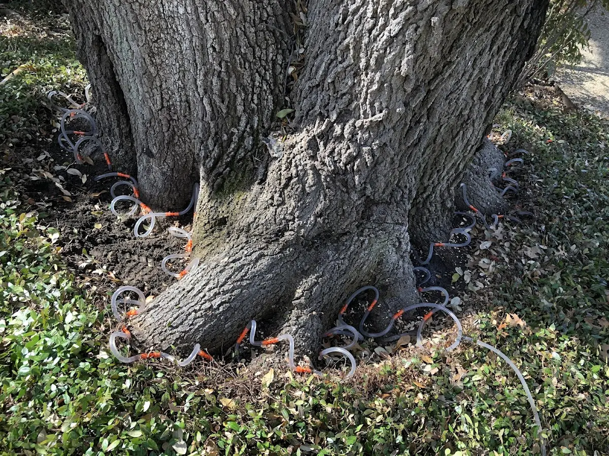 Detailed Shrub and Hedge Trimming job site in Buckner