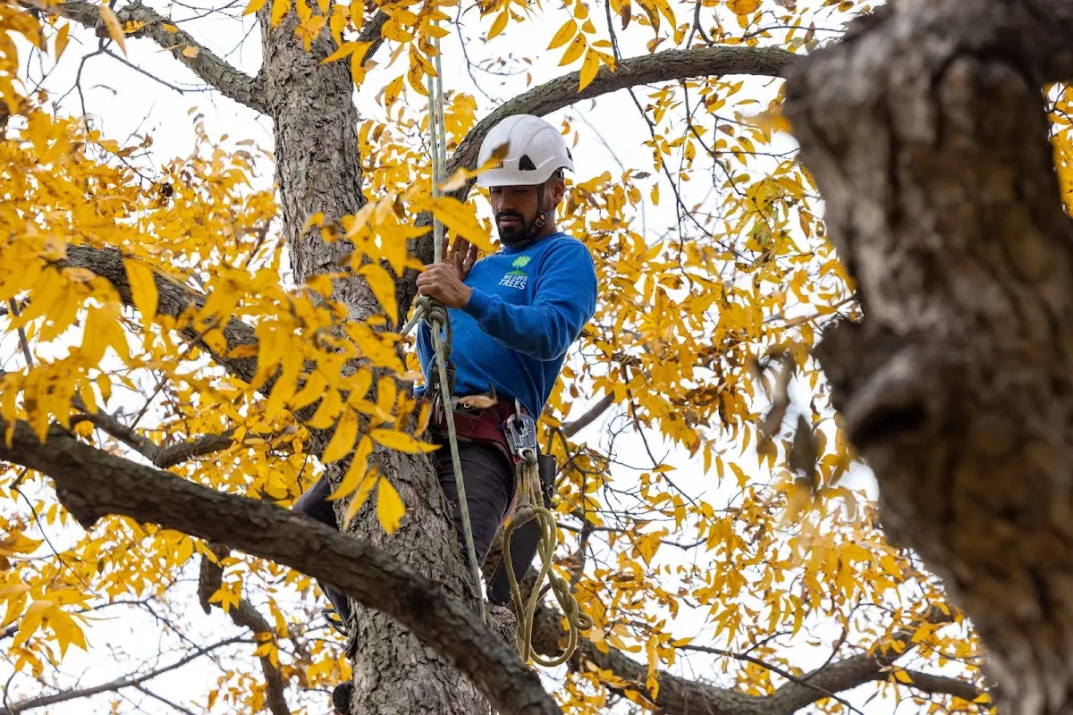 Skilled Emergency Tree Service crew working in Buckner